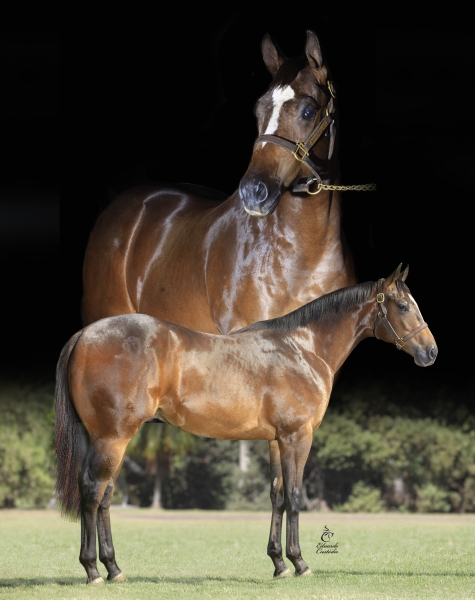IMPERADOR INCA
