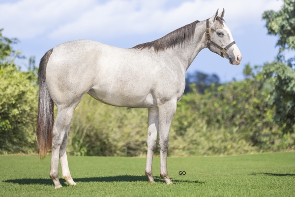 WHITE QUEEN DASH SV