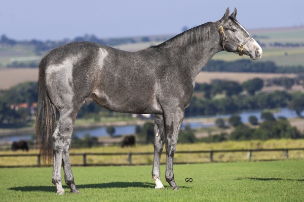 BET ON GRANITE SJOR