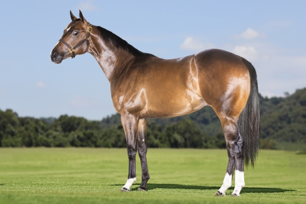 MAJESTIC FOR ME ERP